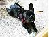PoulaTo: French Bulldog